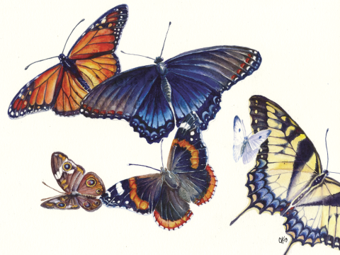 A watercolor study of five butterflies in flight. Species pictured are monarch, tiger swallowtail, red-spotted purple, red admiral and a buckeye