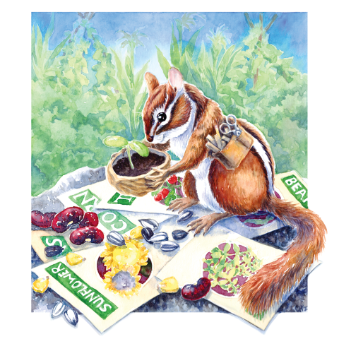 Chipmunk wearing an apron while sorting seed packets for a vegetable garden.